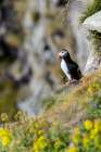 Norway-Finnmark-Loppa. Atlantic Puffin at their nesting cliffs. Art Print